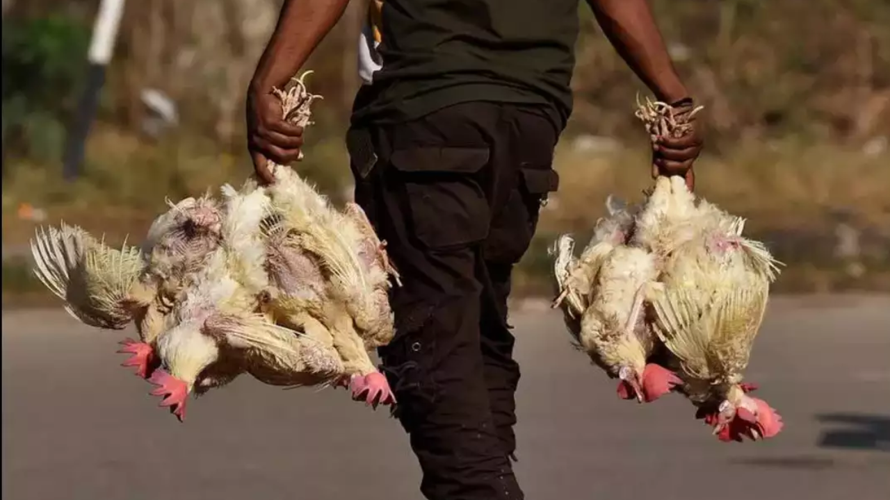 Bird Flue in Telangana : తెలంగాణలో బర్డ్ ప్లూ అలర్డ్ – ఆ జిల్లాల్లో లక్షల కోళ్లు మృత్యువాత