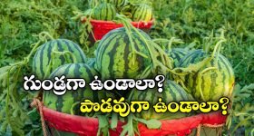 Sweet Watermelon: తియ్యటి పుచ్చకాయ కావాలా? సింపుల్ గా ఇలా గుర్తుపట్టండి!