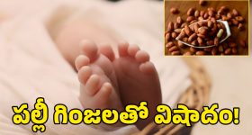 Bird Flue in Telangana : తెలంగాణలో బర్డ్ ప్లూ అలర్డ్ - ఆ జిల్లాల్లో లక్షల కోళ్లు మృత్యువాత
