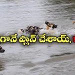 Viral Video: మొసళ్లతో నిండిన నదిని దాటబోయిన 8 నక్కలు.. చివరికి ఎన్ని మిగిలాయంటే?