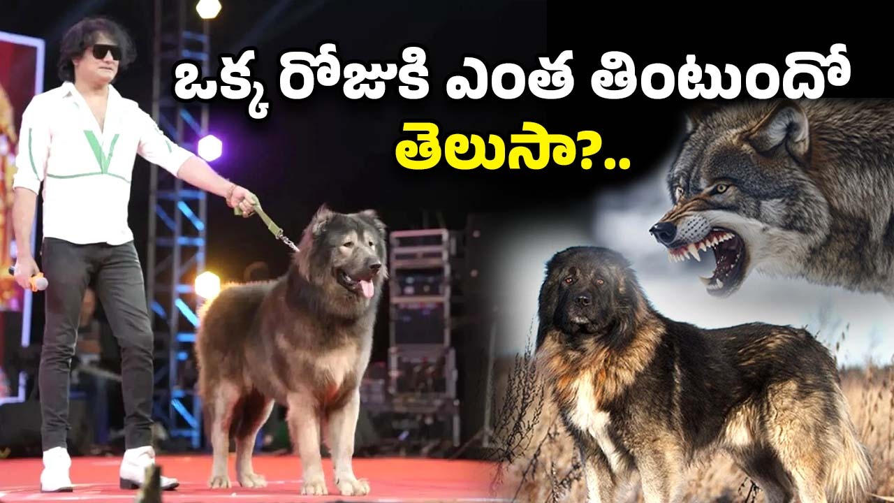 Wolf Dog Expensive: 8 నెలల కుక్క.. బరువు 75 కిలోలు.. ధర రూ.50 కోట్లు
