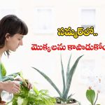 Gardening Tips: సమ్మర్‌లో మొక్కలను కాపాడుకోండిలా !