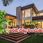 Banana Tree In House: ఇంట్లో అరటి చెట్టు పెంచితే.. శుభమా? అశుభమా ?
