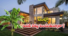 Banana Tree In House: ఇంట్లో అరటి చెట్టు పెంచితే.. శుభమా? అశుభమా ?