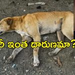 Stray Dog Abuse Bengaluru: ఛీ! కామాంధుడు.. కుక్కతో ఆ పని చేస్తూ పట్టుబడిన యువకుడు