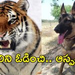 Dog Fights Tiger : వీరశునకం.. యజమానిపై పులి దాడి.. తరిమికొట్టిన కుక్క..