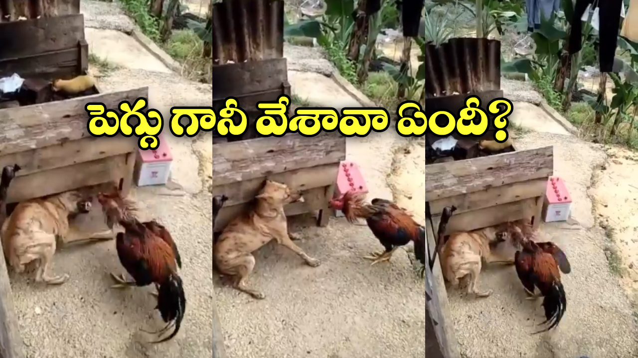 Viral Video: కోడి పుంజు కోపం.. అరే అది కుక్కరా అని చెప్పినా వినకుండా…
