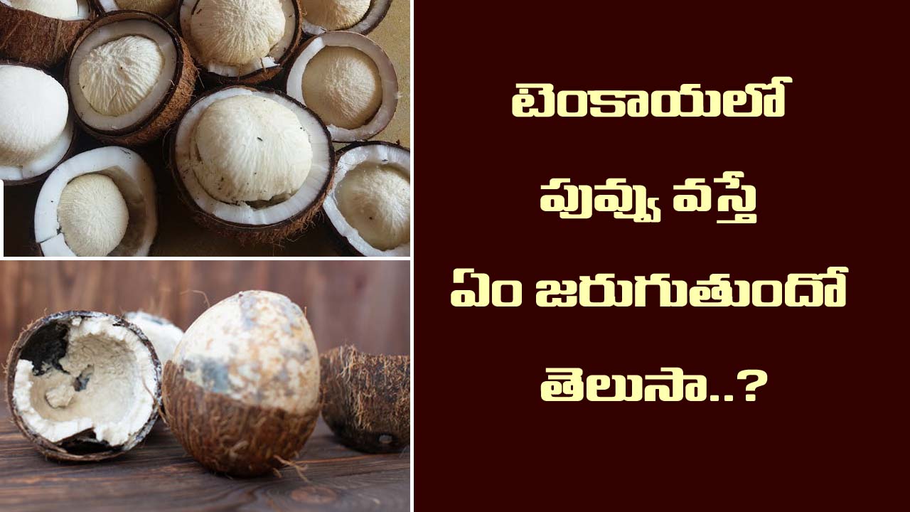 Facts of Coconut: గుడిలో కొట్టిన కొబ్బరికాయ  కుళ్ళితే అరిష్టమా..  పువ్వు వస్తే అదృష్టమా?  అసలు నిజం ఇదే