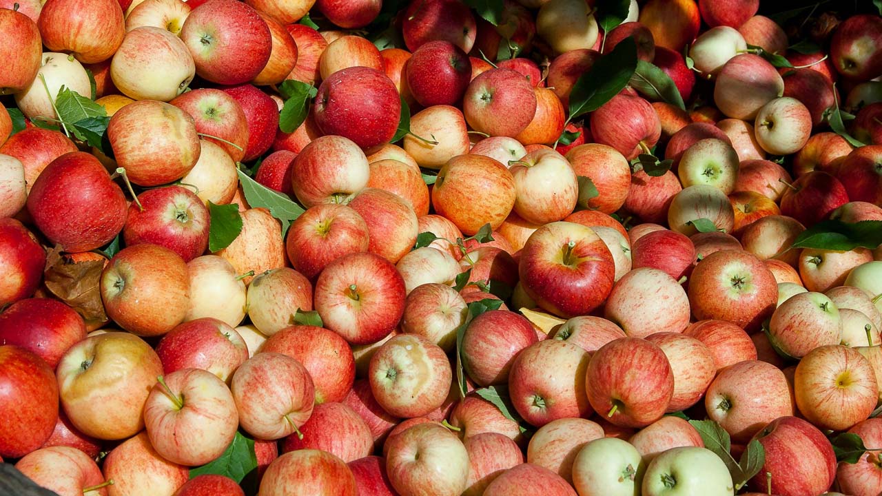 Buying Apples: యాపిల్స్ ఇలా ఉంటే అస్సలు కొనొద్దు.. మంచి వాటిని ఇలా ఎంచుకోండి