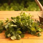 Coriander: కొత్తిమీర తినడానికి ఇష్టపడడం లేదా.. అయితే హార్ట్ రిస్క్‌లో పడ్డట్టే..!