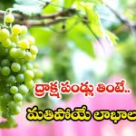 Green Grapes: ద్రాక్ష పండ్లు తినడం వల్ల ఎన్ని ప్రయోజనాలుంటాయో తెలిస్తే.. ఆశ్చర్యపోతారు !