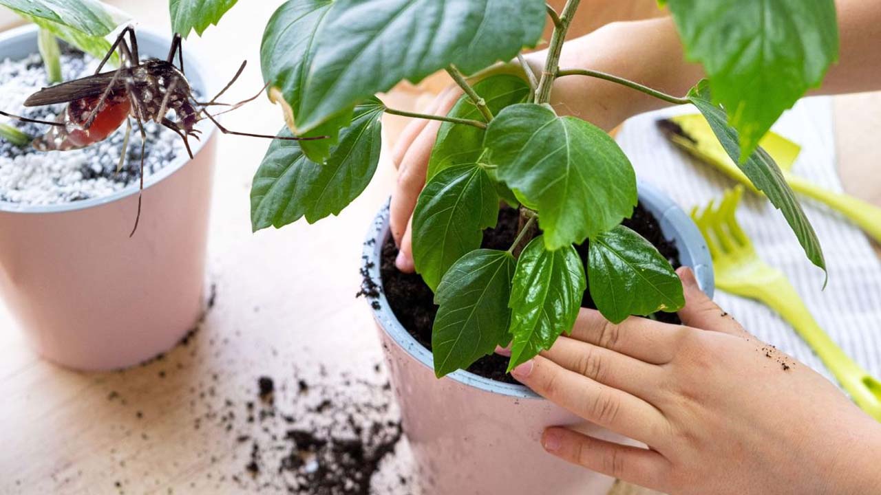 Mosquito Repellent Plants: ఇంట్లో ఈ మొక్కలు ఉంటే.. ఒక్క దోమ కూడా రాదు