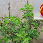 Vastu Tips For Tulsi: తులసి చెట్టుకు ఈ దారం కడితే.. లక్ష్మీ దేవి అనుగ్రహం, డబ్బుకు ఏ లోటూ ఉండదు