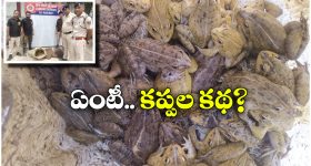Wheat Grass juice: గోధుమ గడ్డి సంజీవని అని మీకు తెలుసా..?
