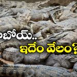Crocodiles:  మొసళ్లను పెంచుకుంటారా? వందల టన్నులు వేలానికి సిద్ధం.. డెలీవరీ బాధ్యతలు మీవే!