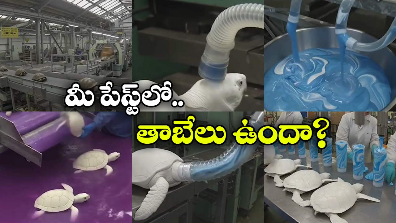 Fact Check:  తాబేళ్లను చంపి టూత్ పేస్ట్ తయారీ.. ఇదీ అసలు కథ!