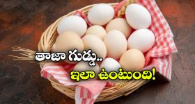 Fresh Eggs Test: గుడ్డు మంచిదా, పాడైందా తెలుసుకోవాలంటే.. సింపుల్ గా ఇలా చెయ్యండి!