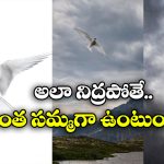 Birds Nap While Flying: ఈ పక్షులు ఎగురుతూ నిద్రపోతాయట.. మరి దారి ఎలా తెలుస్తుంది?