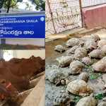 Criticism on ap govt: నిన్న గోవులు.. నేడు తాబేళ్లు.. ఏపీలో అసలేం జరుగుతోంది..?