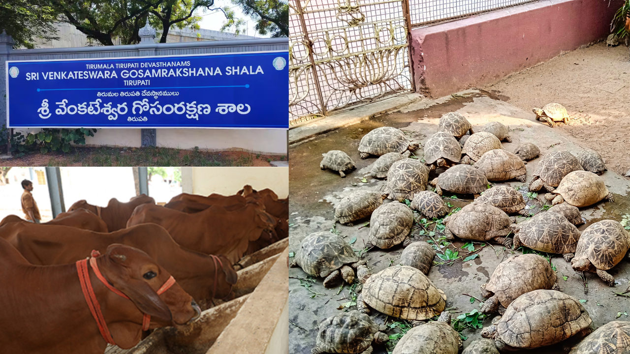 Criticism on ap govt: నిన్న గోవులు.. నేడు తాబేళ్లు.. ఏపీలో అసలేం జరుగుతోంది..?