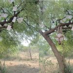 Telangana : చెట్టుకు తలకిందులుగా వేలాడుతూ.. యువకుడి డిమాండ్ తెలిస్తే..