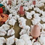 Bird Flu : తెలంగాణలో బర్డ్ ఫ్లూ.. చికెన్ తిన్నారో చచ్చారే..!