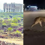 Fact Check: ఏంటీ.. HCU నుంచి సింహాలు బయటకొచ్చాయా? దేనికైనా ఒక లిమిట్ ఉండాలి బ్రో!