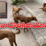 Dogs Rapist: వీధి కుక్కలపై అత్యాచారం.. మనిషివా? పశువువా? రా అయ్యా!