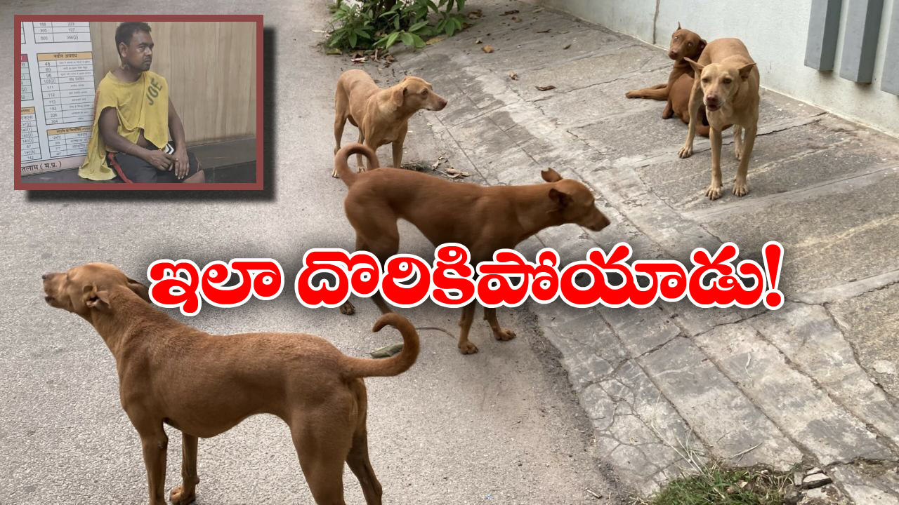 Dogs Rapist: వీధి కుక్కలపై అత్యాచారం.. మనిషివా? పశువువా? రా అయ్యా!