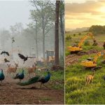 Telanagana News : జింకలు, నెమళ్లు.. గ్రాఫిక్స్, ఏఐ ఫోటోలతో గోల్‌మాల్.. HCU రాజకీయం