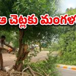 Hyderabad News: కోనోకార్పస్ చెట్లపై వేటు.. డబ్బు ఇచ్చి వ్యాధులు రప్పించడమే