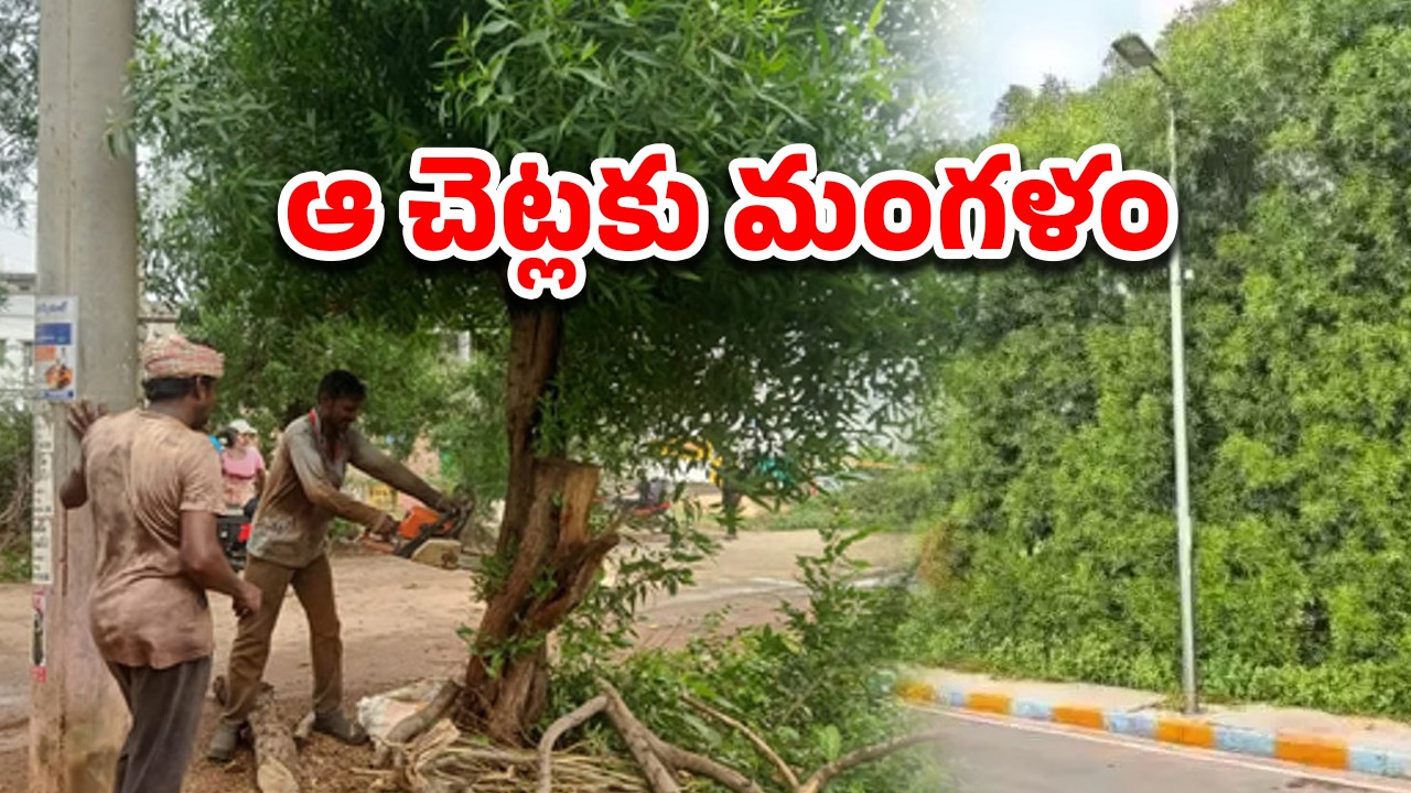 Hyderabad News: కోనోకార్పస్ చెట్లపై వేటు.. డబ్బు ఇచ్చి వ్యాధులు రప్పించడమే