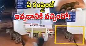 Leopard In Police station: పోలీస్ స్టేషన్‌లోకి చిరుత ఎంట్రీ.. కాసేపు లా అండ్ ఆర్డర్ నాకు వదిలేయండి!
