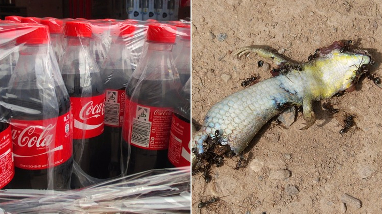 Cool Drink: కూల్‌ డ్రింక్‌లో చనిపోయిన బల్లి.. తాగిన వ్యక్తికి అస్వస్థత