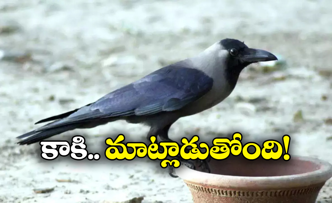 Viral Video: మనిషిలా మాట్లాడే కాకి.. నెట్టింట వీడియో వైరల్..