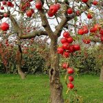 Kashmir Apples: కశ్మీర్ యాపిల్స్‌కి మరీ అంత క్రేజ్ ఎందుకు?