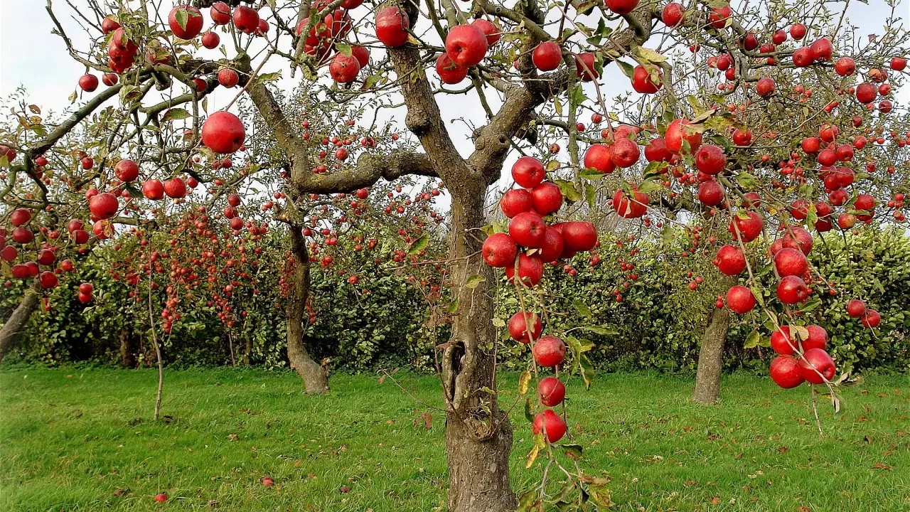 Kashmir Apples: కశ్మీర్ యాపిల్స్‌కి మరీ అంత క్రేజ్ ఎందుకు?