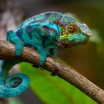 Chameleon: ఊసరవెల్లి చర్మంలో ఏముంటుంది? అసలు దాని రంగులు ఎలా మారతాయి?