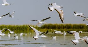 Bird Sanctuary: పక్షులంటే ఇష్టమా? అయితే ఈ టూరిస్ట్ స్పాట్‌కు పక్కా వెళ్లాలి..