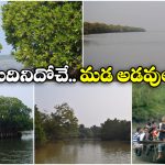 Mangrove Forests: ఆహా అనిపించే అందమైన మడా అడవులు, మన దగ్గర కూడా ఉన్నాయండోయ్!