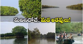 Mangrove Forests: ఆహా అనిపించే అందమైన మడా అడవులు, మన దగ్గర కూడా ఉన్నాయండోయ్!