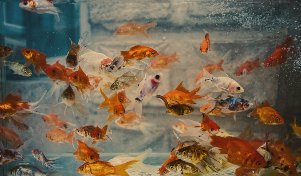 Aquarium Fish: ఇంట్లో ఫిష్ అక్వేరియం ఉందా? ఎంత ప్రమాదరకమో తెలుసుకోండి
