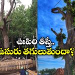 Japan Tradition: జపాన్ లో చెట్లను నరకరు.. వేరే చోటకు తరలిస్తారు, దీని వెనుక పెద్ద కథే ఉంది!