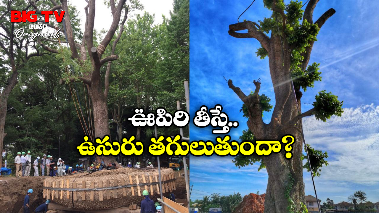 Japan Tradition: జపాన్ లో చెట్లను నరకరు.. వేరే చోటకు తరలిస్తారు, దీని వెనుక పెద్ద కథే ఉంది!