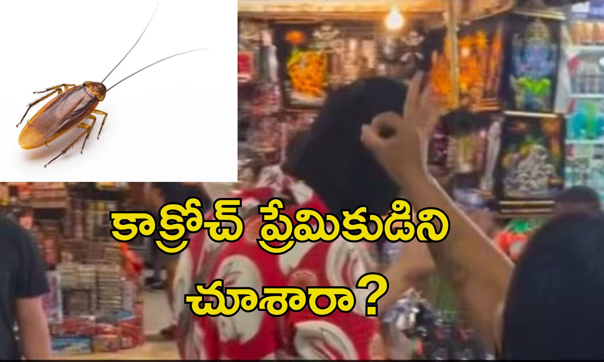Pet Cockroach Video: యువకుడి తలపై పెద్ద కాక్రోచ్.. తొలగించడానికి వెళ్లిన యువతికి షాక్.. అది సామాన్యమైనది కాదు