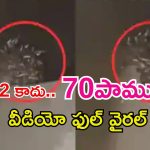 70 Snakes: టాయిలెట్ ట్యాంక్‌లో 70 పాములు.. వీడియో చూస్తే వణికిపోతారు!