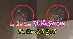 70 Snakes: టాయిలెట్ ట్యాంక్‌లో 70 పాములు.. వీడియో చూస్తే వణికిపోతారు!