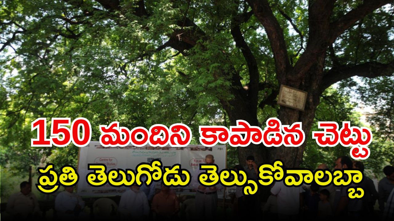 Tamarind Tree: 150 మంది ప్రాణాలను కాపాడిన చింతచెట్టు.. ఇప్పటికీ సజీవంగా ఉంది.. ఎక్కడో తెల్సా