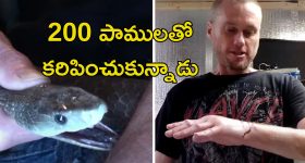 Snake Bite Anitvenom Human Blood: భయంకర పాము విషానికి విరుగుడు మందు.. ఆ మనిషి రక్తమే