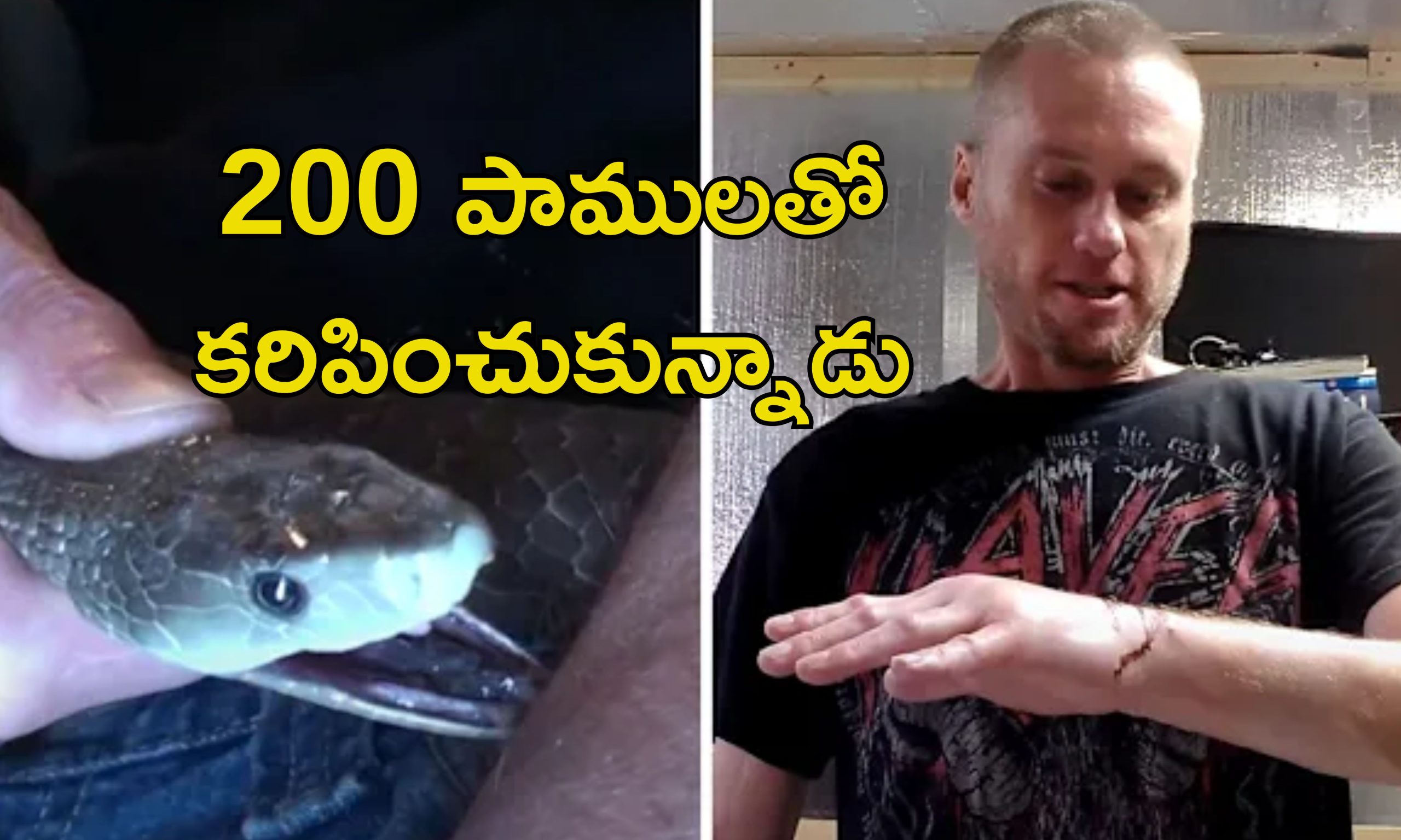 Snake Bite Anitvenom Human Blood: భయంకర పాము విషానికి విరుగుడు మందు.. ఆ మనిషి రక్తమే